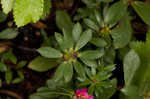 Paraguayan purslane